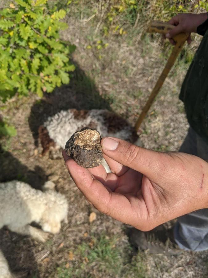 Appartamento Il Ciliegio del Pellegrino Gubbio Esterno foto