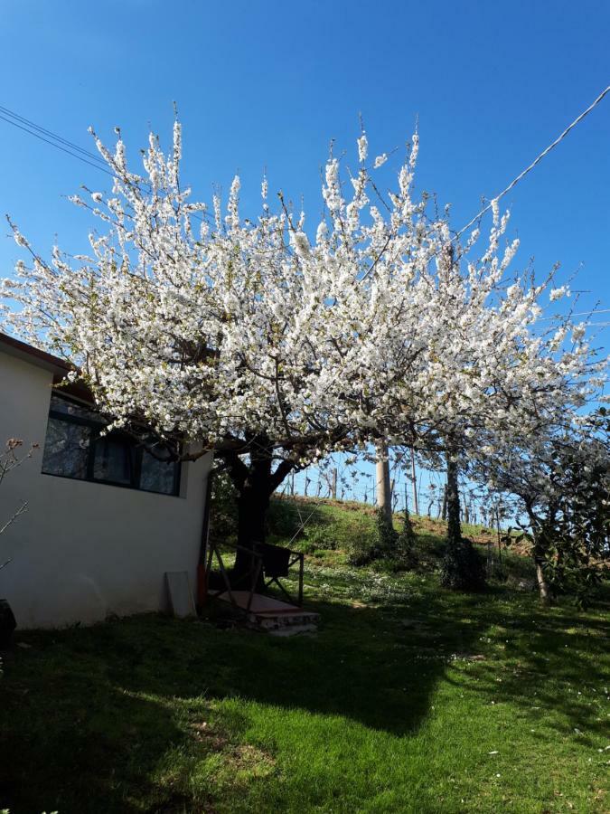 Appartamento Il Ciliegio del Pellegrino Gubbio Esterno foto