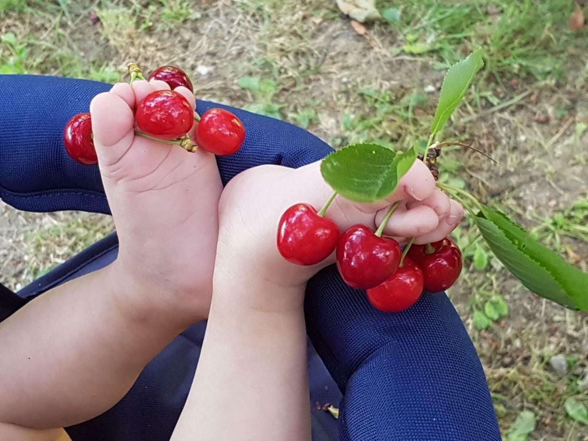 Appartamento Il Ciliegio del Pellegrino Gubbio Esterno foto