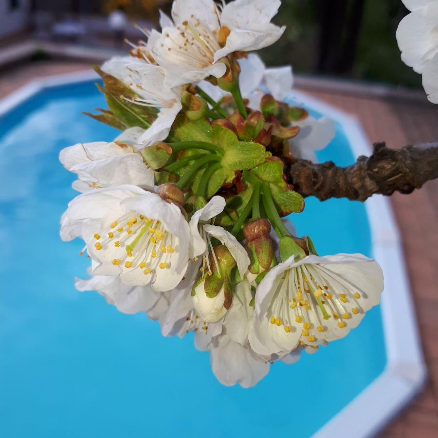 Appartamento Il Ciliegio del Pellegrino Gubbio Esterno foto